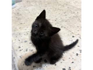 (GRATIS) Gatita Huerfana, F, 1 mes Puerto Rico