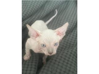 Gato egipcio Puerto Rico