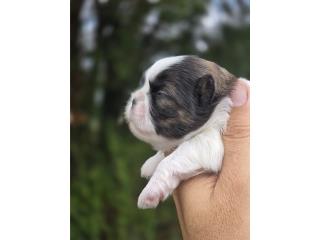 Shitzu Toy Puerto Rico