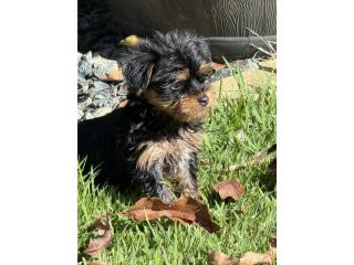 Morkie toy macho Puerto Rico