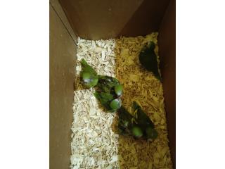 Pichones de Canary wings Puerto Rico