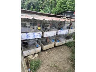 Vendo gallos de pelea jaulas rejones Puerto Rico