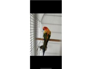 Sun conure adulto  Puerto Rico