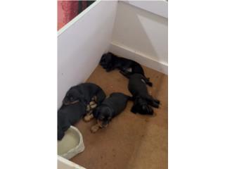 Salchichas dachshund mini Puerto Rico