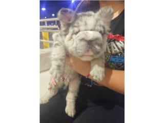Bigrope fluffy Puerto Rico