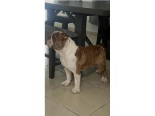 English Bulldog 24 meses Puerto Rico