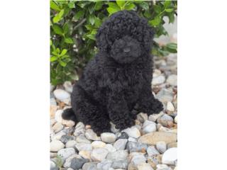 Toy Poodle Puerto Rico