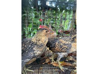 Gallinas inglesas con jaula Puerto Rico