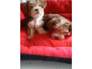 Yorkies en Venta Puerto Rico