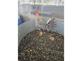 Pollos finos Puerto Rico