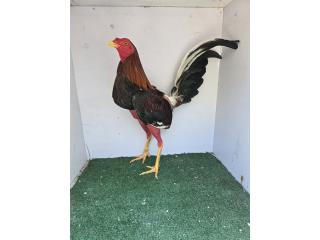 Pollos finos Puerto Rico