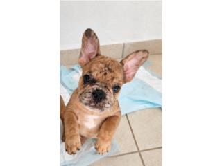 French Bulldog Fawn Merle Puerto Rico