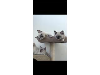 Beautiful kittens Puerto Rico