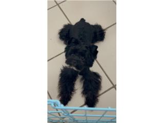 Yorkie negro puppy pequeño Puerto Rico