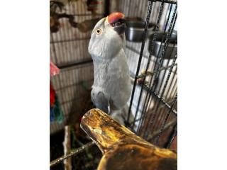 Ringneck Nena Puerto Rico