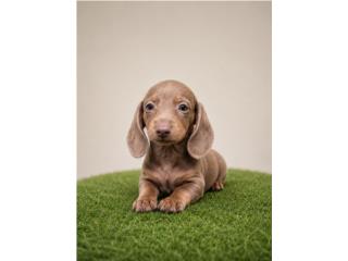 Salchicha dachshund  Puerto Rico