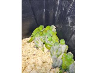 Bebes de Cotorra Quaker Verdes  Puerto Rico