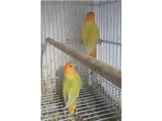 PAREJA ADULTA Puerto Rico