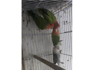 ADULTOS Puerto Rico
