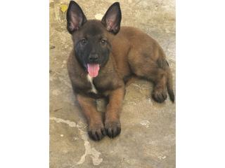 Belga Malinois Calidad  Puerto Rico