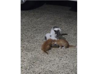 Regalando Gatitos Puerto Rico