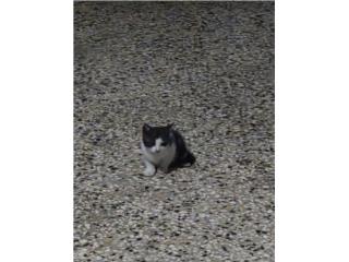 Se regala gatito Puerto Rico