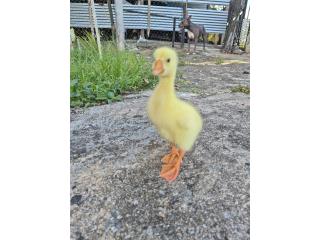 Gano bebe Puerto Rico