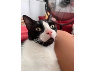 Mr. Pickles (gato tuxedo) Puerto Rico