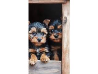 Yorkie macho Puerto Rico