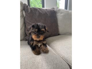 Morkie Puerto Rico