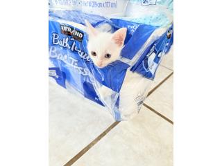 Se regala gatito macho Puerto Rico