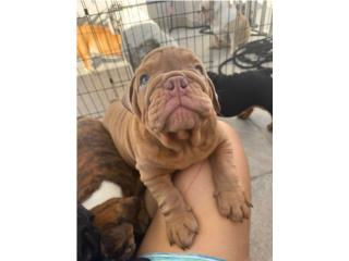 Bulldog ingles  Puerto Rico