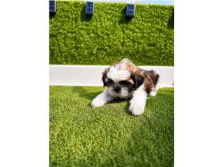 Shih tzu $550 Puerto Rico