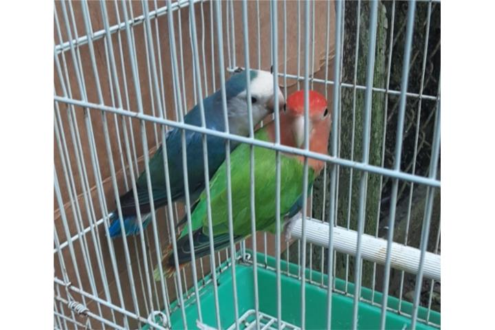 Pareja de lovebird  Puerto Rico