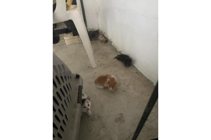 Gatos gratis área Fajardo Puerto Rico