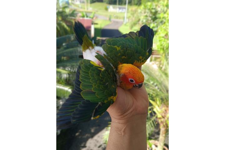 Hermosas cotorritas Son Conure ?????? Puerto Rico