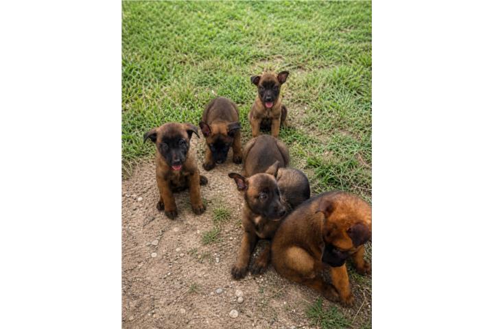 Belga Malinois  Puerto Rico