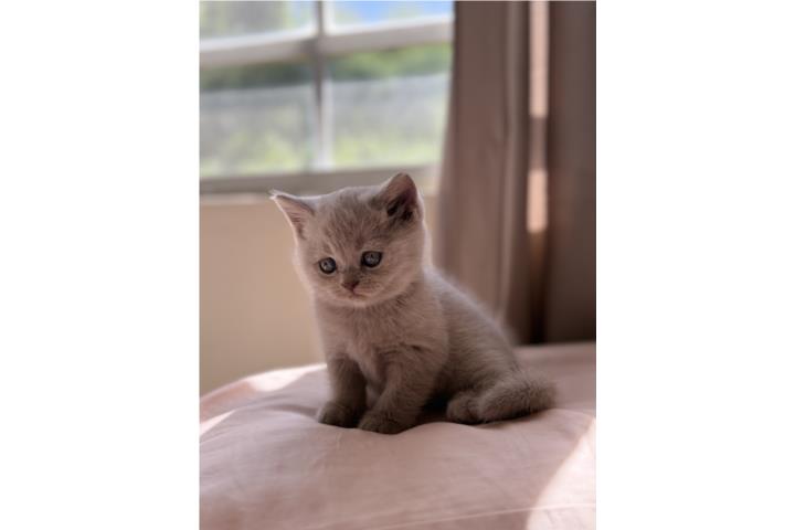 British Shorthair Kitten Lilac Puerto Rico
