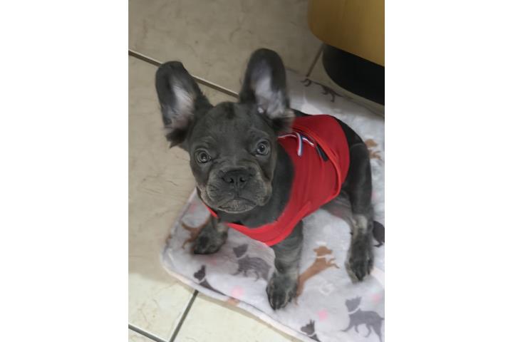 French Bulldog  Puerto Rico