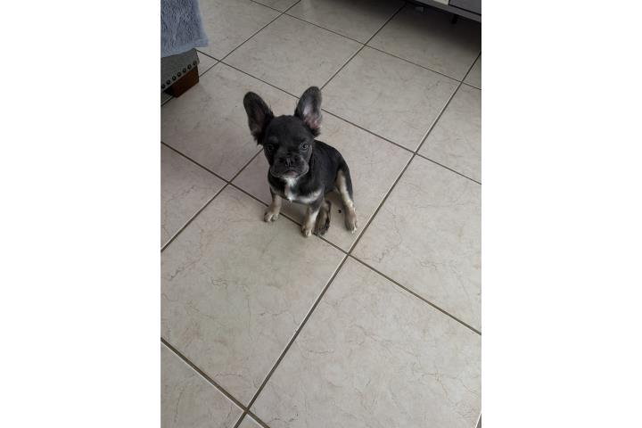French Bulldog nena Puerto Rico