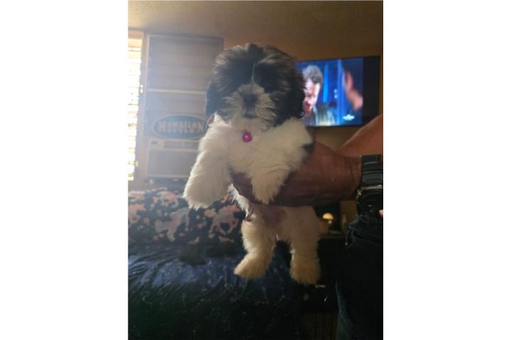 Shitzu Imperial de 2 meses HEMBRA Puerto Rico