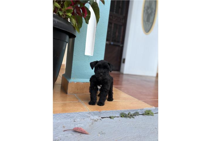 Schnauzer hembra negrita  Puerto Rico