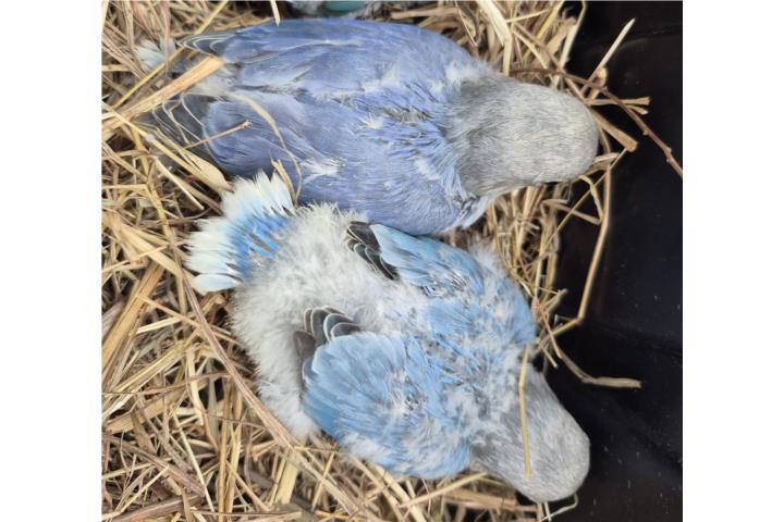 Lovebird para criar a mano Puerto Rico