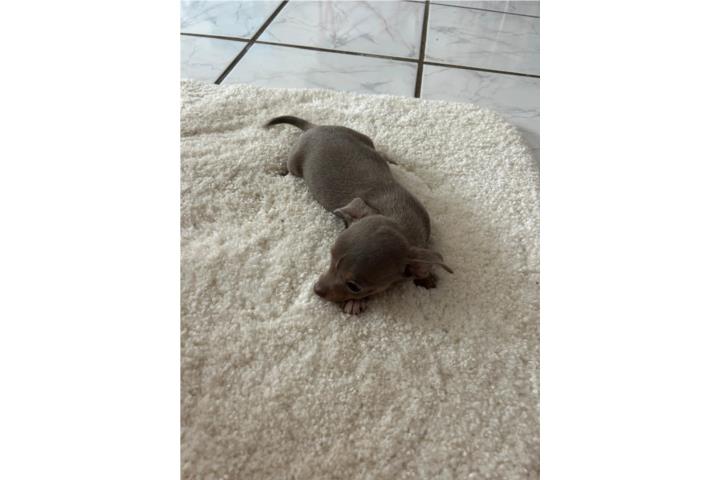 Precioso chihuahua solo $300 Puerto Rico