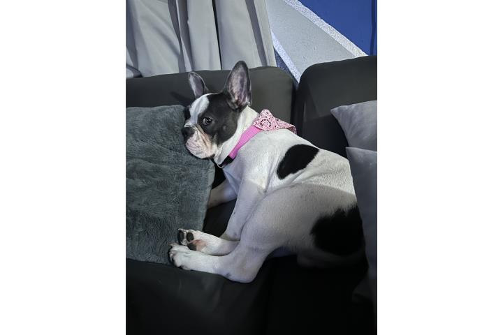 Venta de French Bulldog Blue Pied Puerto Rico