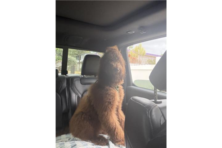 Goldendoodle macho de 7 meses  Puerto Rico