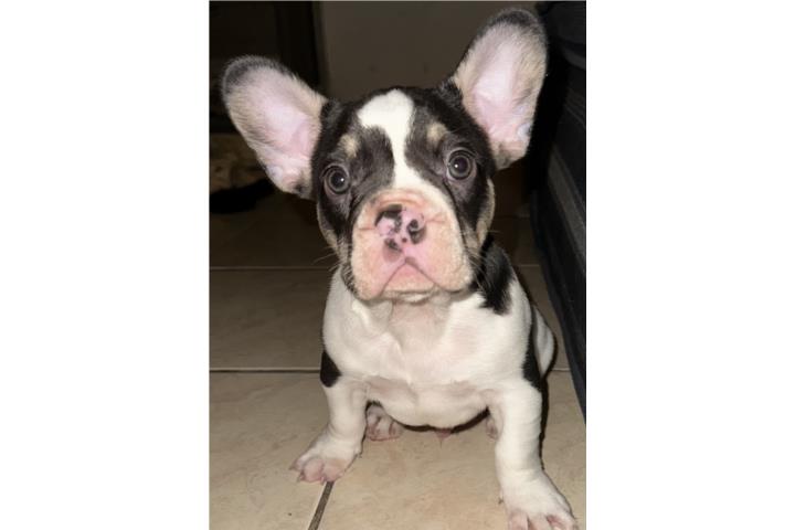 French bulldog nena y nene 2 meses  Puerto Rico