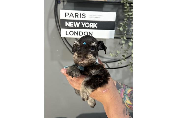 Mini schnauzer  Puerto Rico
