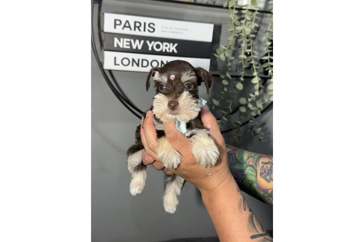 Mini schnauzer  Puerto Rico