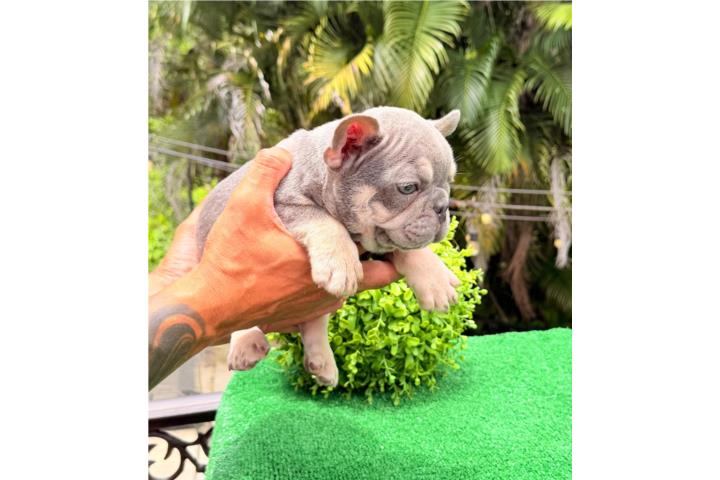 French bulldog  Puerto Rico
